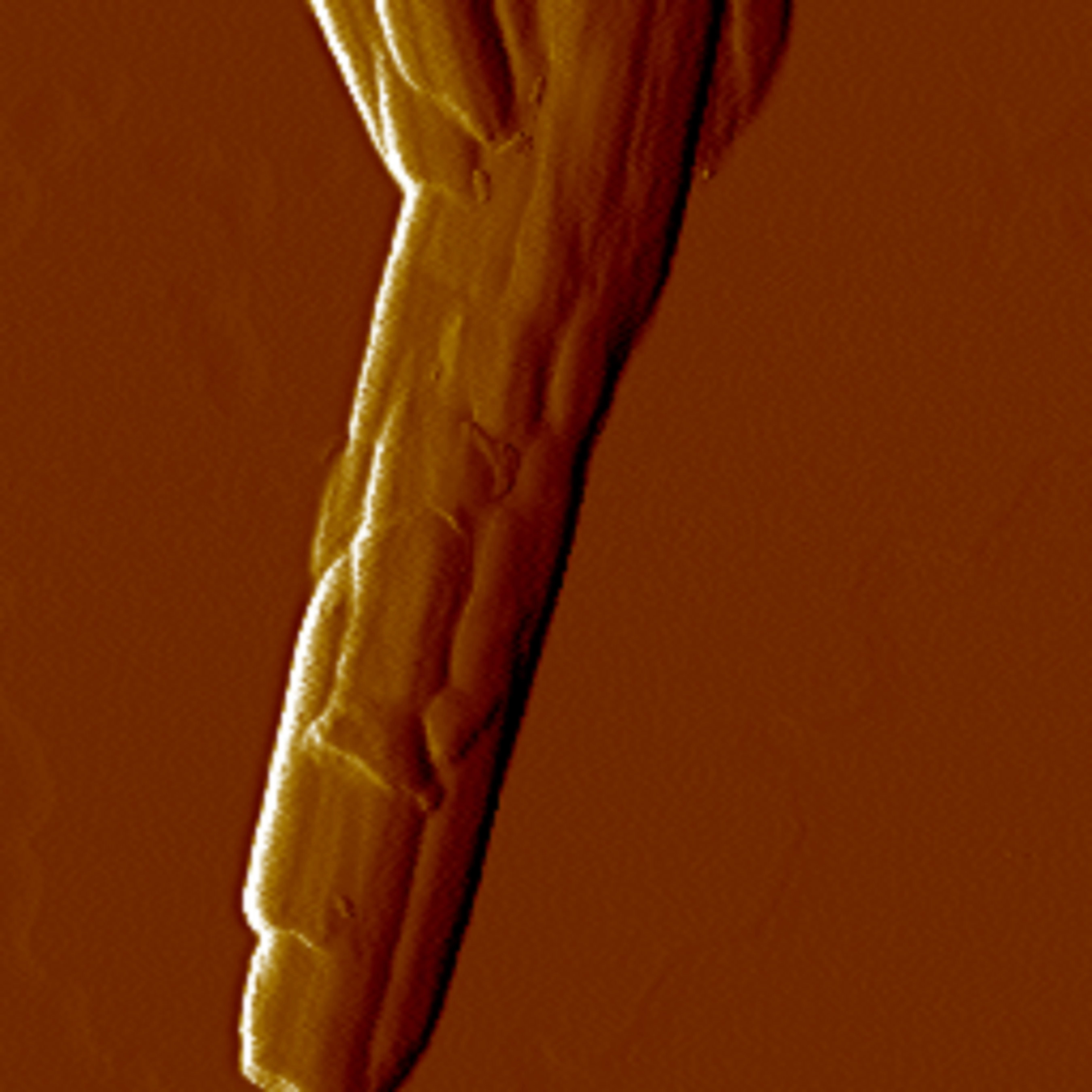 [AFM] 埃洛石纳米管